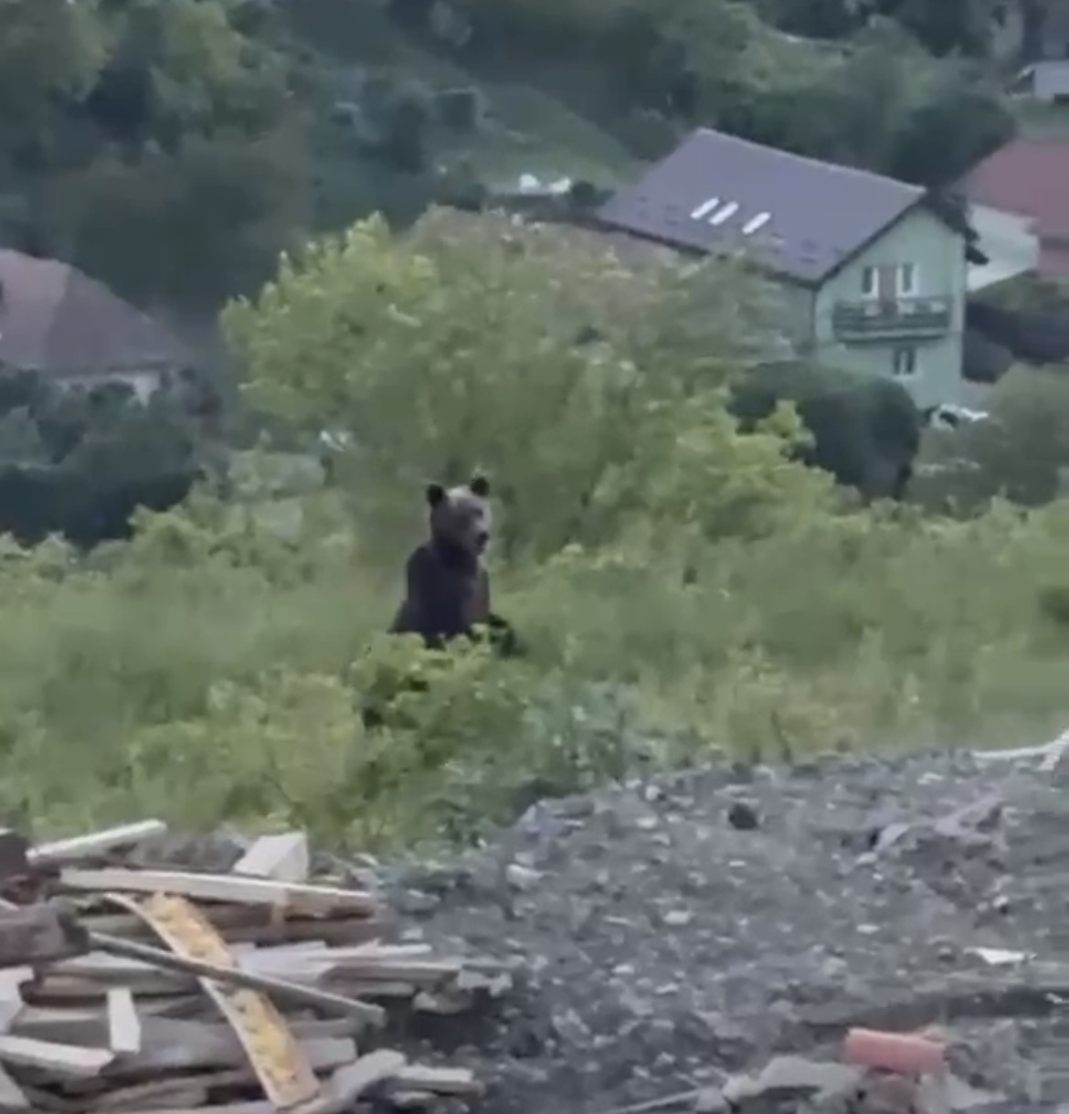 Prezența unui urs în Apahida stârnește îngrijorare