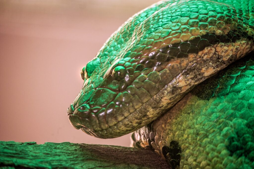 Prima grădină zoologică privată autorizată din Brașov: 'Reptilele lui Dracula'
