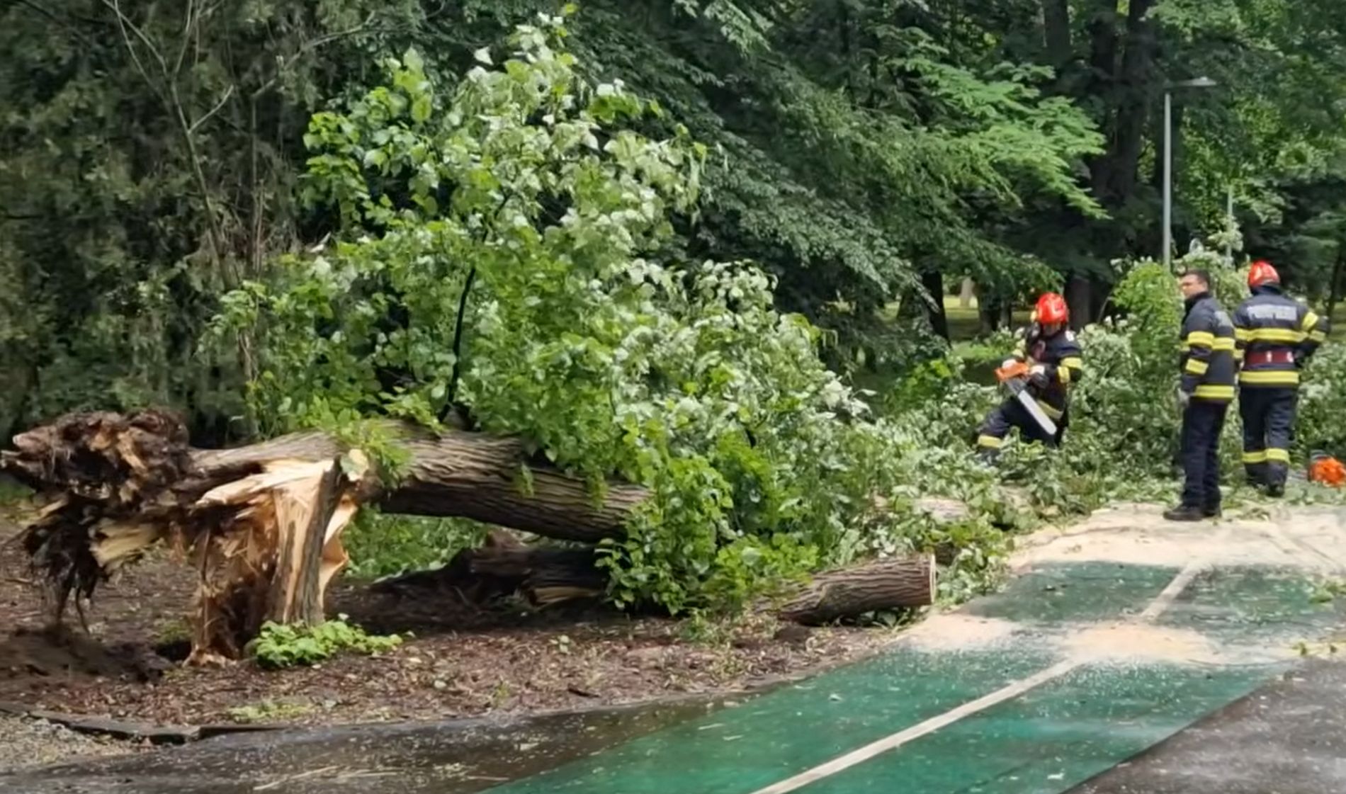 Incident în Parcul Mare din Gherla: Un copac uriaș s-a prăbușit
