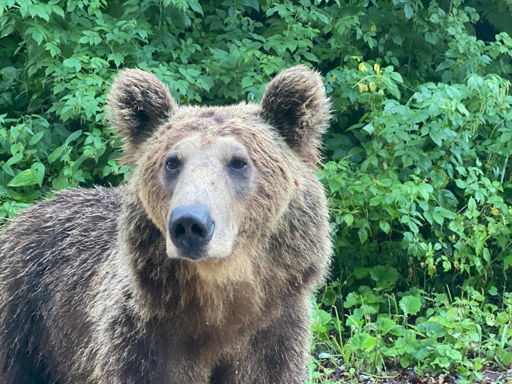 Urs observat în Buru: o femeie a suferit un atac de panică