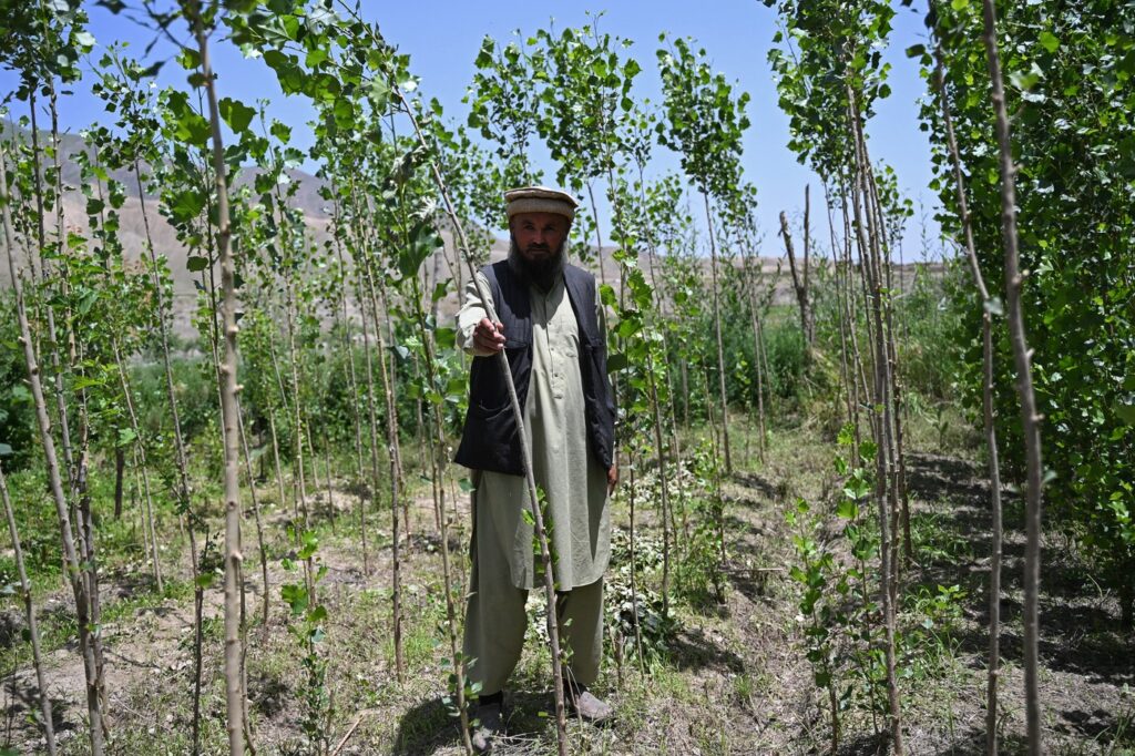 Pădurile din Afganistan încep să renască după război