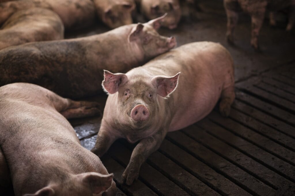 Ungaria anunță primul focar de pestă porcină africană la porci domestici