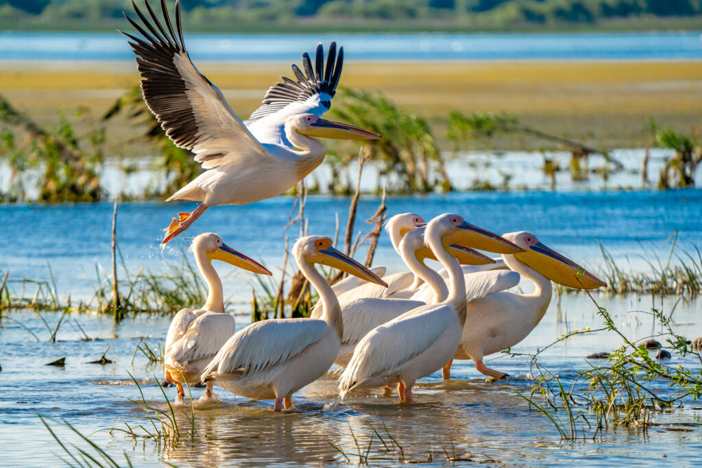 Ziua Mondială a Mediului: Semne ale crizei climatice și biodiversității în România