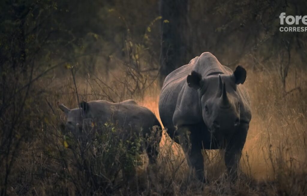Reintroducerea rinocerilor negri într-un parc din Zimbabwe după 30 de ani