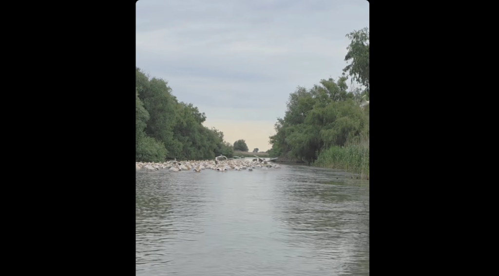 Zeci de pelicani blochează un canal din Delta Dunării