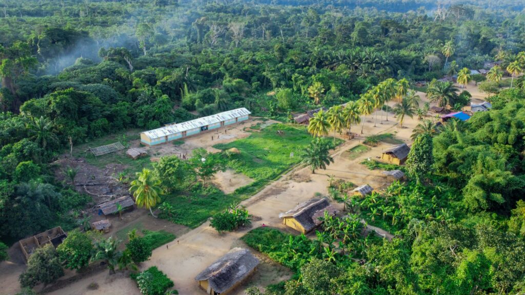 Legătura dintre defrișări și virusul Ebola