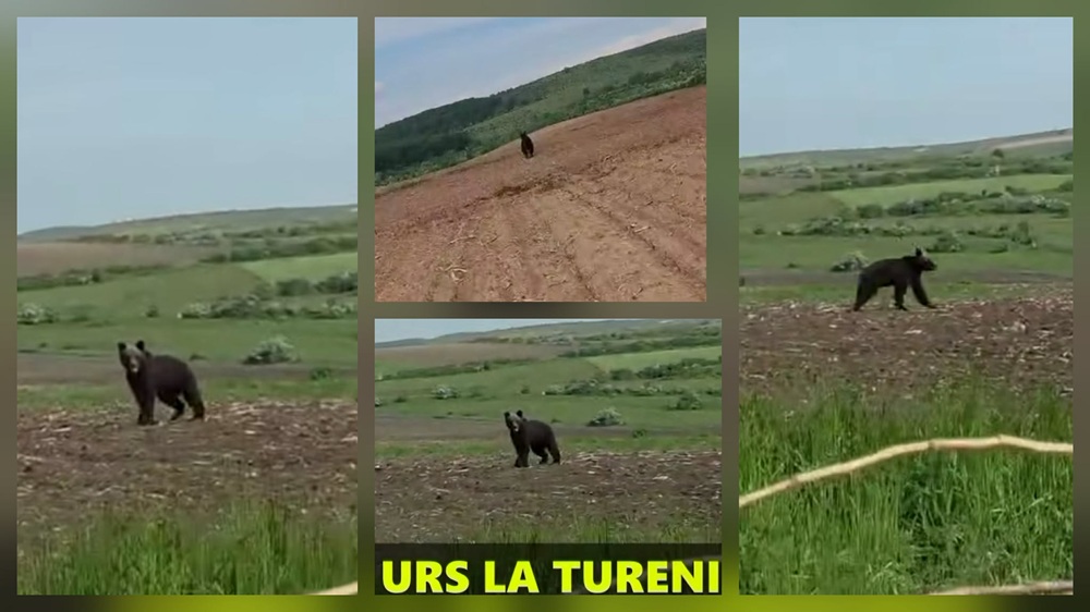 Creșterea populației de urși în Cluj: 383 de exemplare și provocări locale
