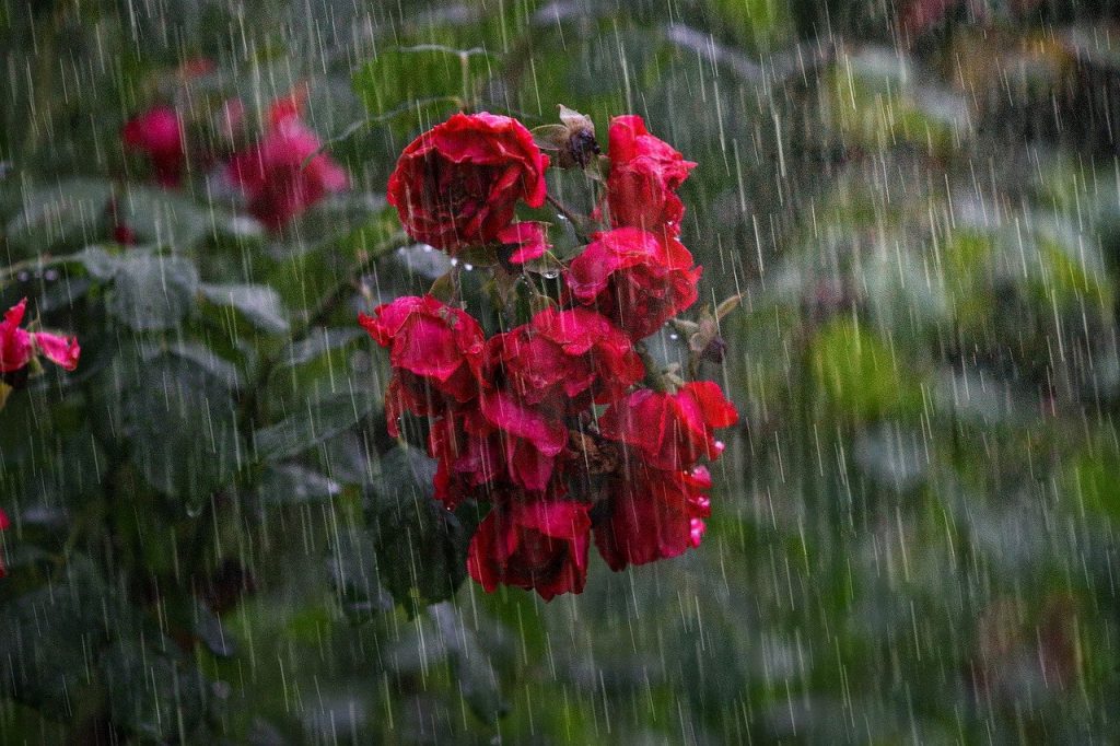 Avertizare meteo: Ploi și vânt puternic în București și alte județe