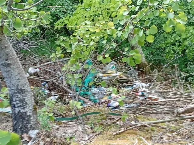 Pădure din comuna Băișoara, Cluj, folosită ca groapă de gunoi