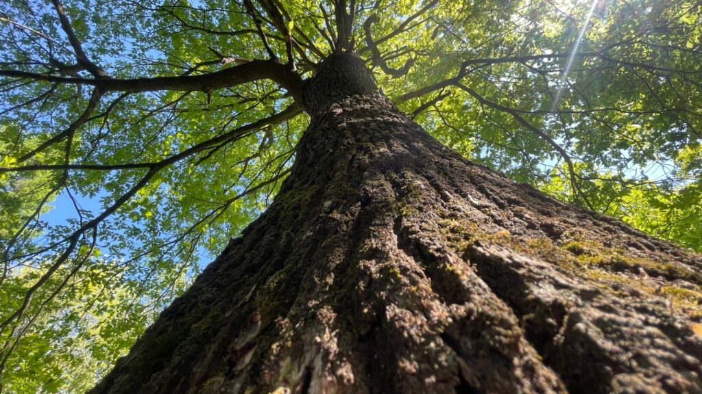 Calea Văcărești va deveni un coridor verde prin plantarea a peste 300 de arbori