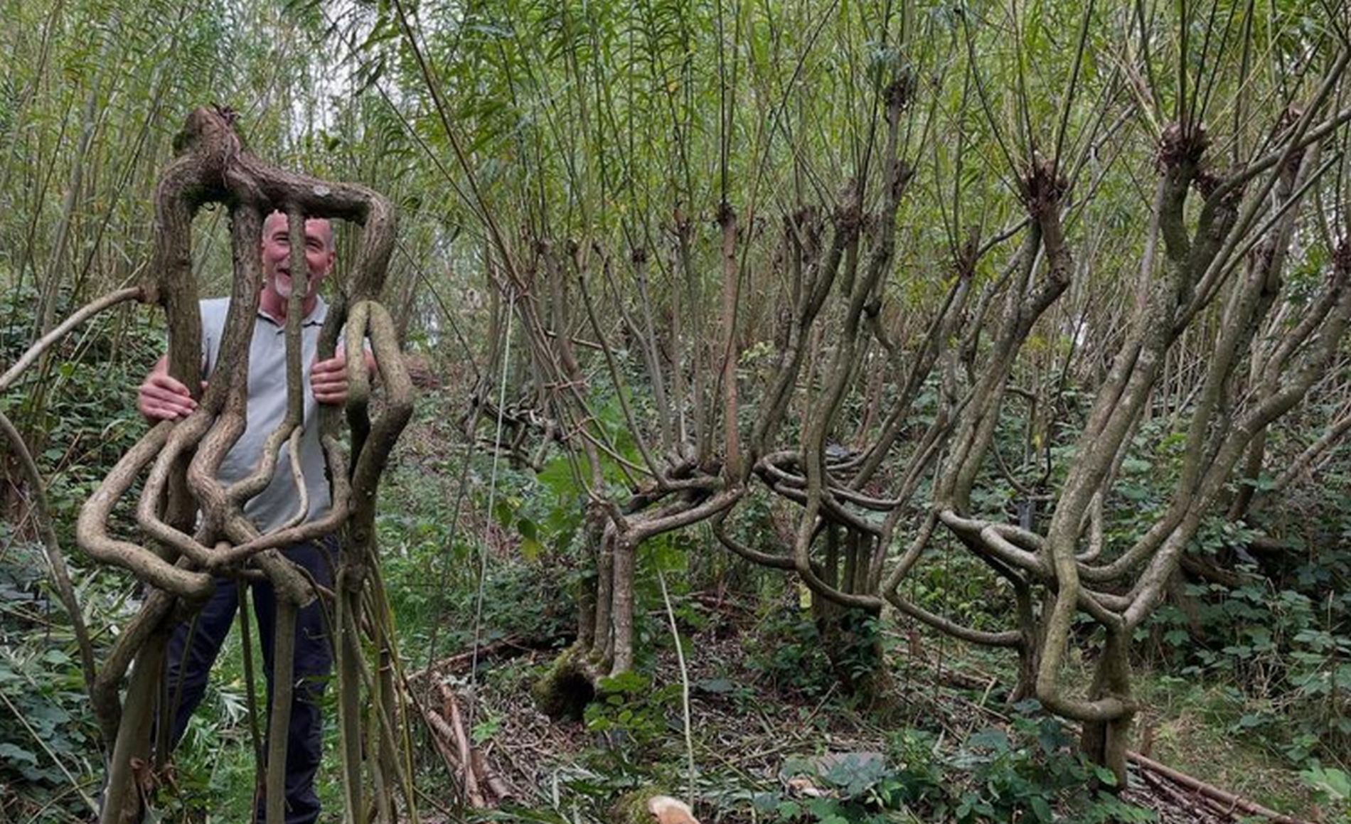 Un cuplu din Marea Britanie cultivă scaune din copaci și le vinde pentru sume impresionante