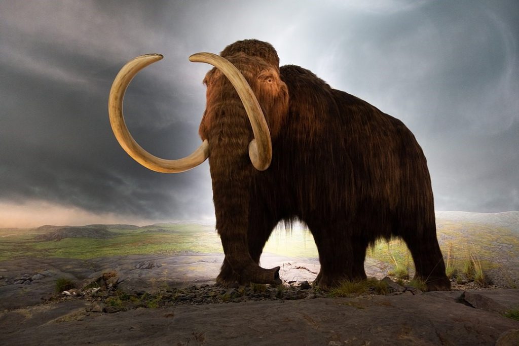 ADN de mamut lânos găsit în excremente fosilizate de veveriță vechi de până la 700.000 de ani
