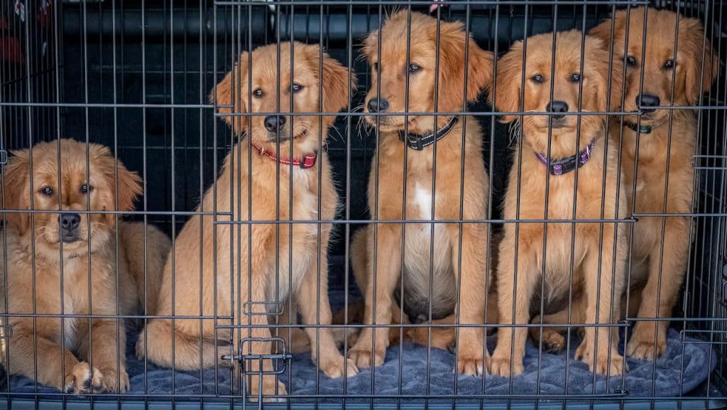 Câinii fără stăpân vor fi adoptați la Sports Festival din Cluj