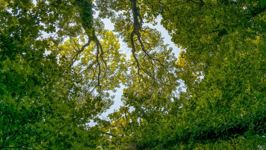 Cercetări recente indică o capacitate de stocare a carbonului mai mică la arbori