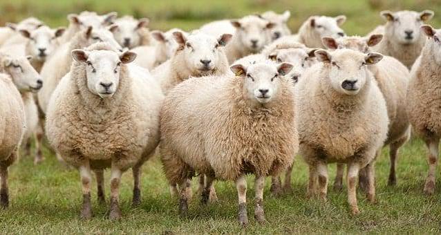 România, lider european în exportul de ovine, sub amenințarea unui focar din Mureș