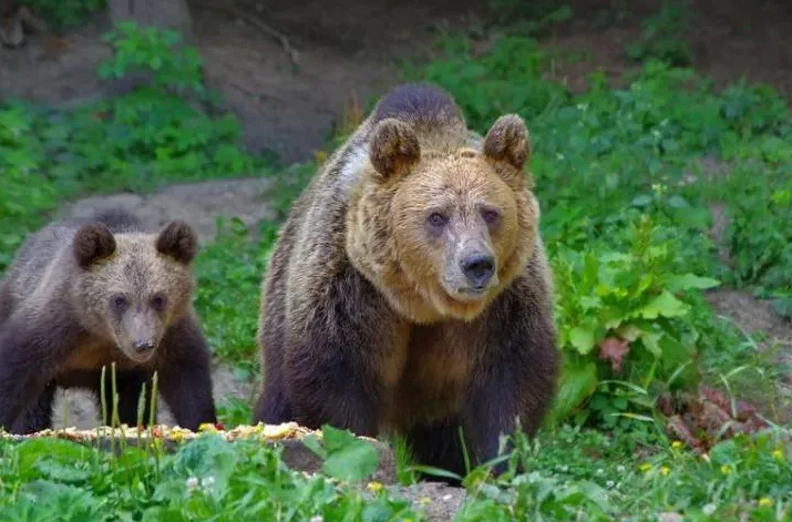Un urs a fost împușcat după ce a atacat un turist elvețian pe Transfăgărășan
