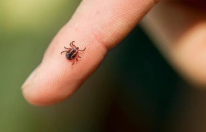 Îngrijorare în Cluj-Napoca: Copii găsiți cu căpușe după joacă în parc