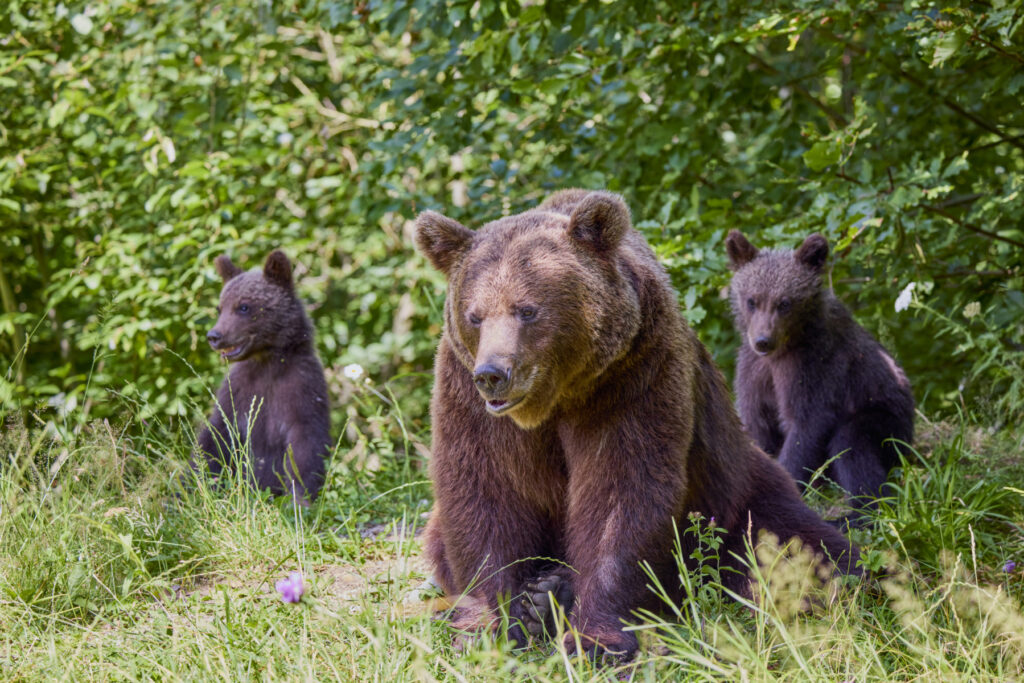 Fermierii din Alba, îngrijorați de atacurile animalelor sălbatice