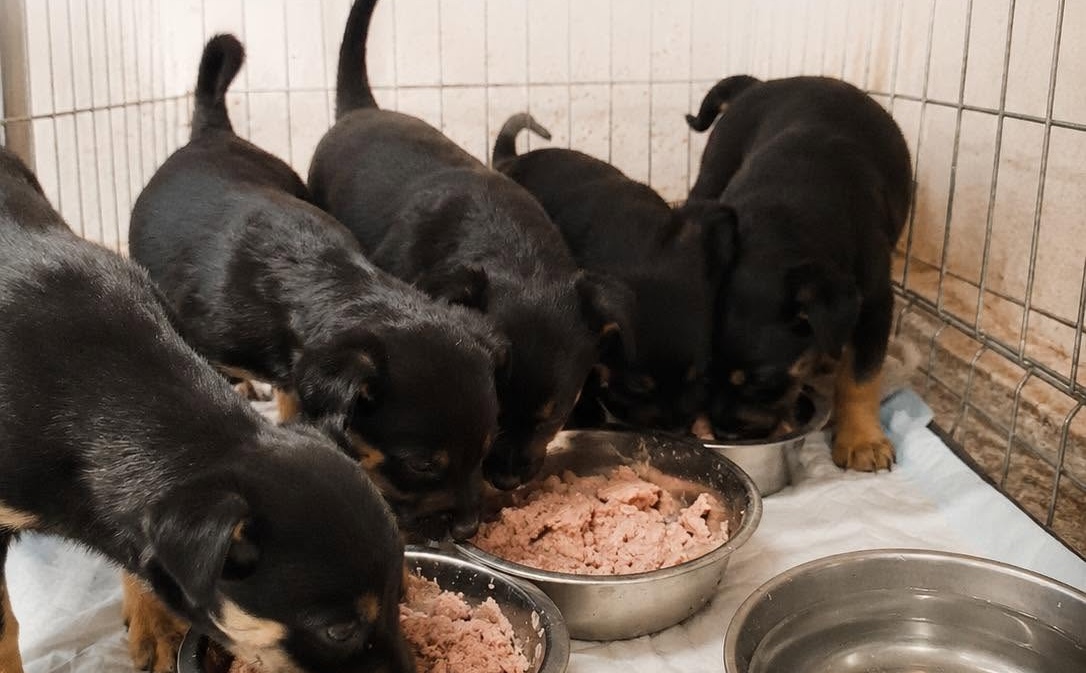 Cinci pui de câine abandonați în Cluj, un apel la responsabilitate