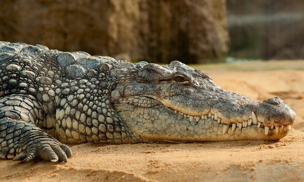 Băiat de 3 ani, grav rănit în țarcul crocodililor la o grădină zoologică din Marea Britanie