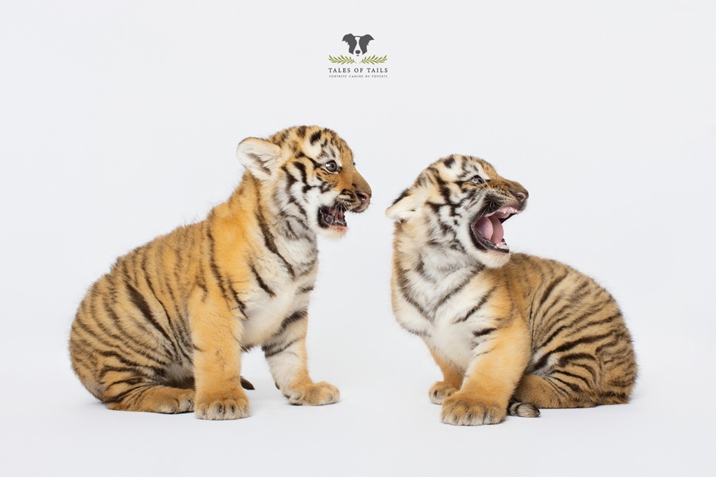 Doi pui de tigru siberian au fost născuți la Zoo Oradea