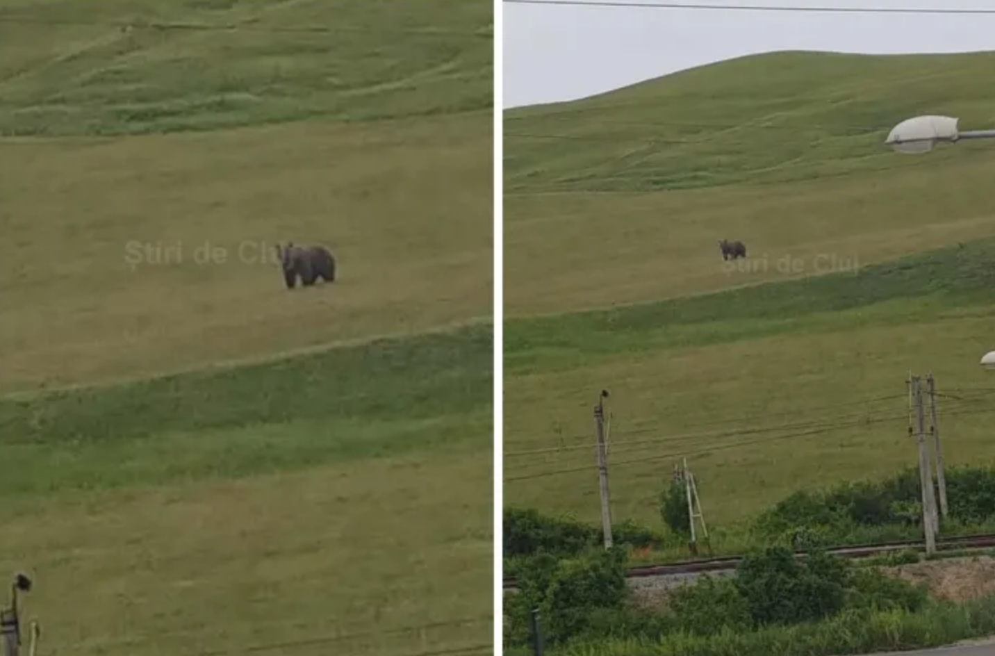 Cojocna: Intervenții rapide pentru protejarea animalelor de atacurile urșilor