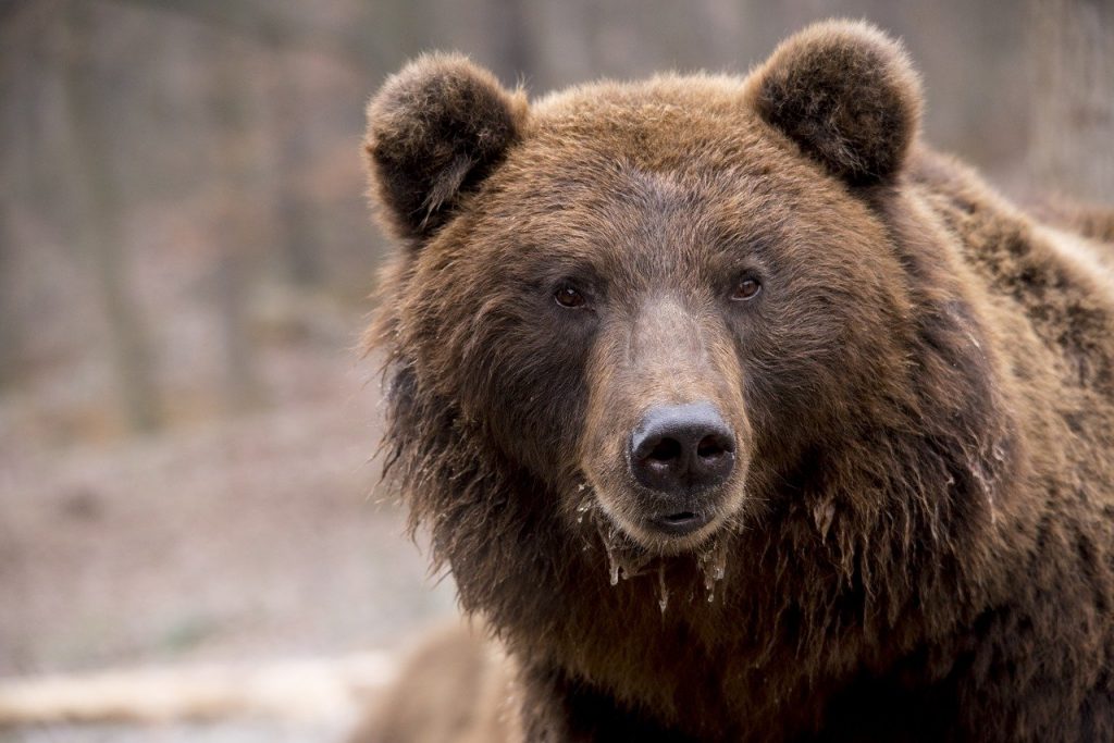 Un alt urs împușcat în cartierul Valea Cetății din Brașov